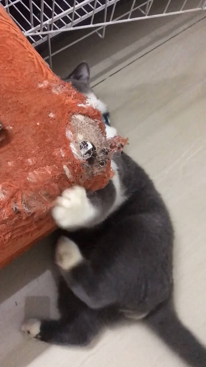 猫咪啃沙发被主人发现,竟还想逃离现场,主人:我已经掌握证据了