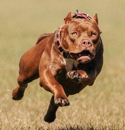 比特犬每天坚持在阳台等主人回家 然而看到它的样子时 主人笑得扶墙走