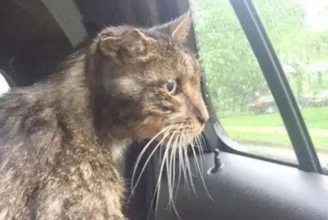 网友街上偶遇一只流浪猫,送到收容站后,遇到了默默等待的好心人
