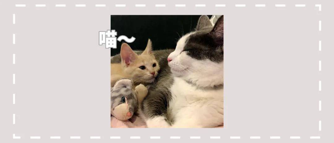 新来的小橘猫不受家里大猫的欢迎,它只用了一招成功把大猫征服