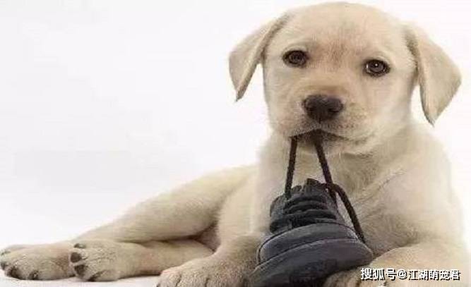 如果家里有狗,东西一定要收拾好,尤其是这5件东西