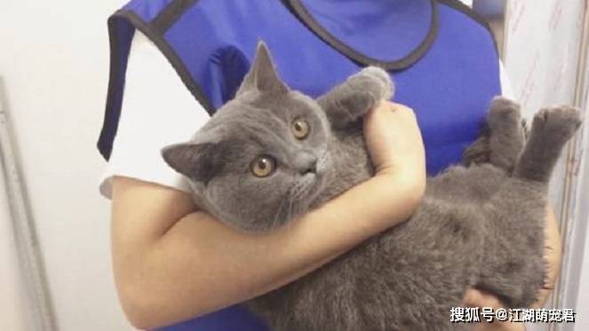当了铲屎官以后,想要猫咪长寿,可以试试这5招