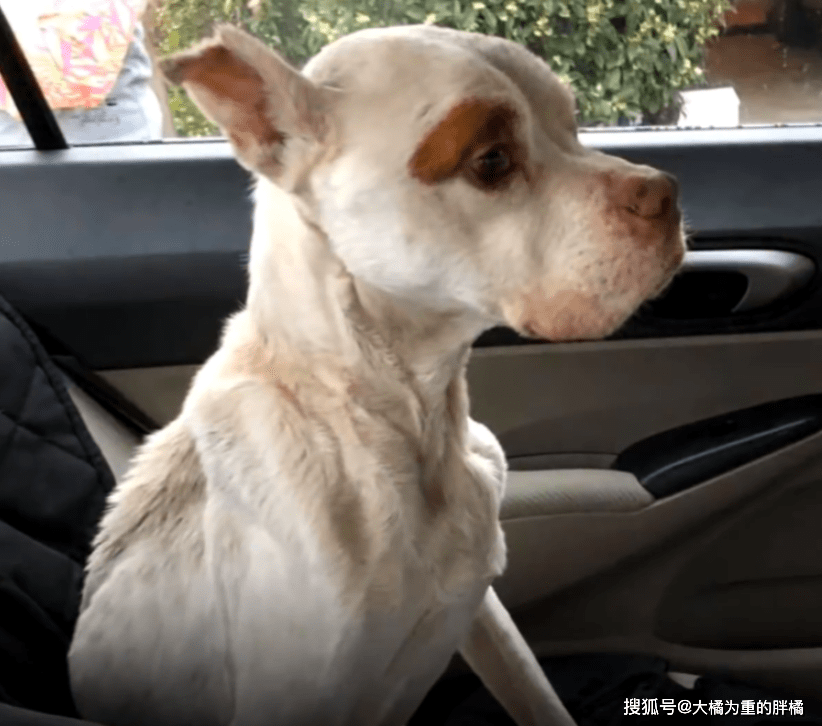 狗狗从小挨饿受冻,被拴在树林4年没人爱,主人直言让它看家护院