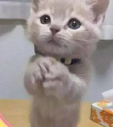 主人想给小橘猫洗澡,猫咪抱住水管卖萌,网友直呼受不了