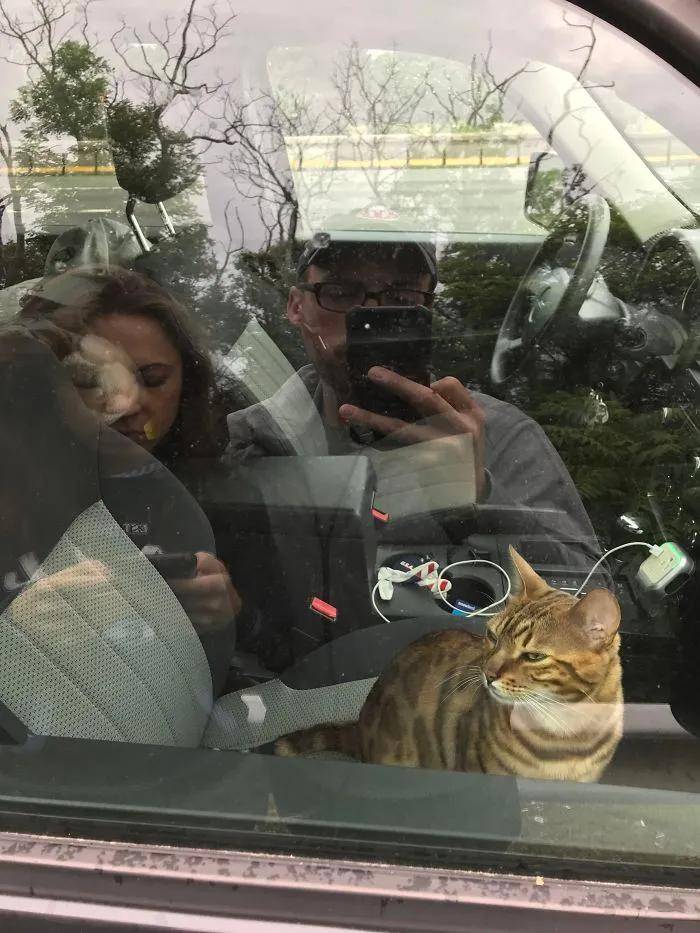 “自从养了猫,我的脾气越来越好了”