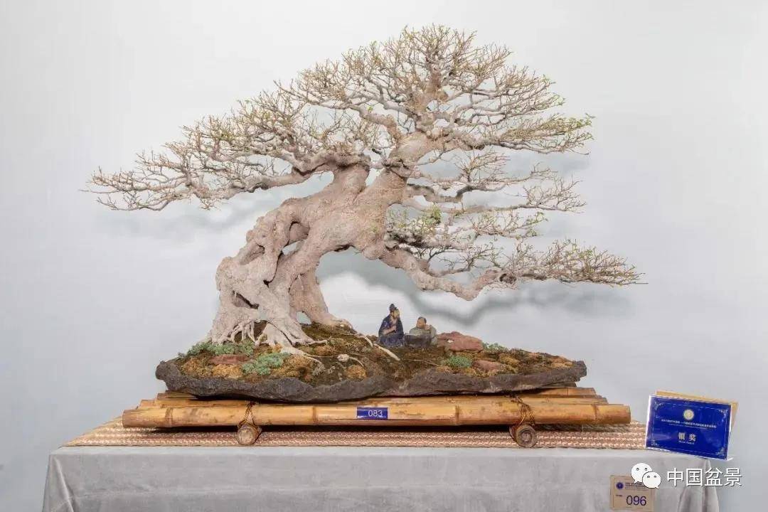 朴树盆景,别具特色!