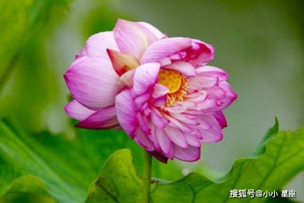 最容易“母爱泛滥”的4大生肖女,心软善良,不让老公受半点委屈