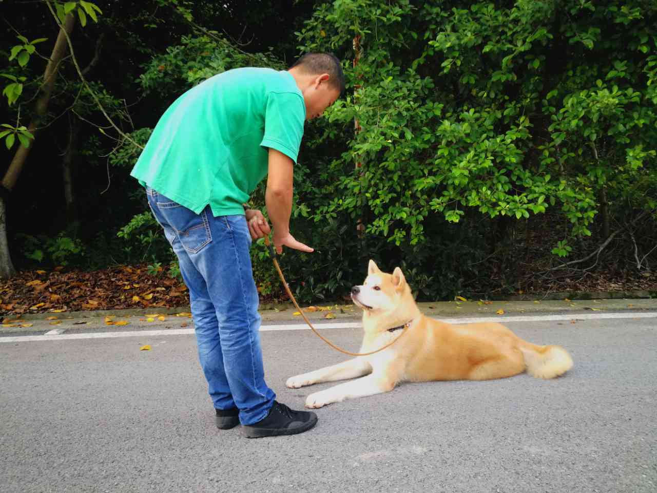 训犬教程:狗狗学习新技能的4个步骤!