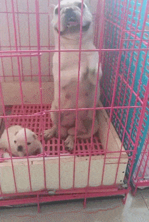 狗妈不让主人摸狗崽,一直拜托不要碰,担心孩子被卖!