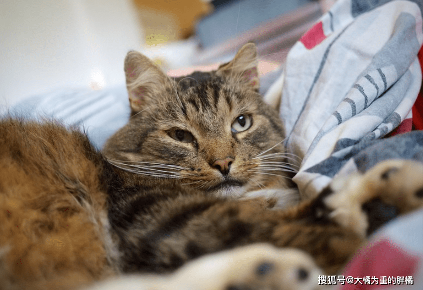 狸花猫在外玩耍三天,回家时却带着一张纸条,原因让人哭笑不得