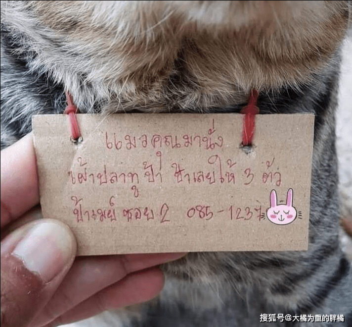 狸花猫在外玩耍三天,回家时却带着一张纸条,原因让人哭笑不得