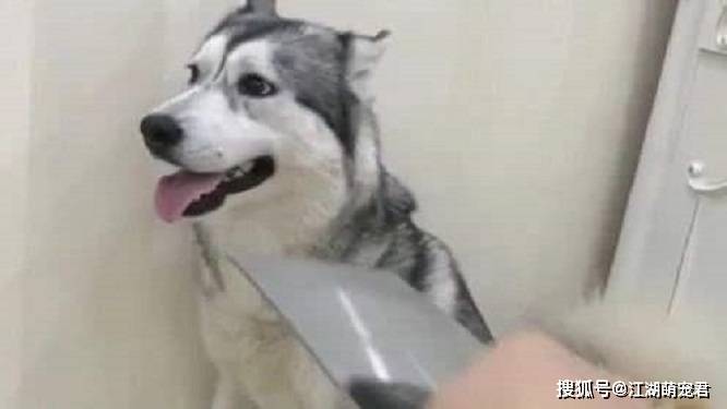 狗狗犯错被打时,为啥不反抗,你知道原因吗?