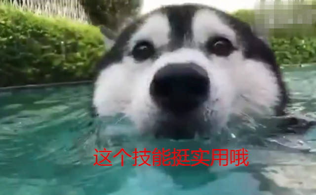 美食当前二哈失足落水,以为狗命不保,却在水里掌握了新技能