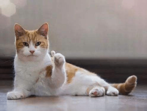 下雪天带猫出门是啥感受?主人:你给我下去!猫:不行!这雪烫脚