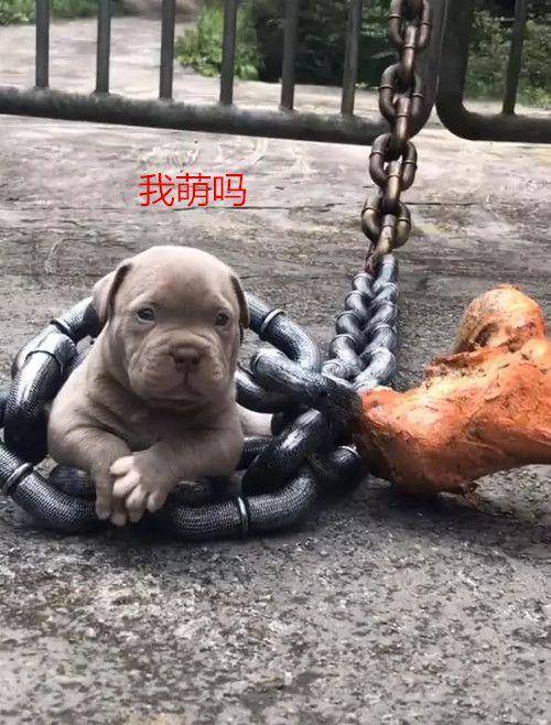 狗子身上拴着铁链和石头,本以为是虐待,了解情况后不知该不该气