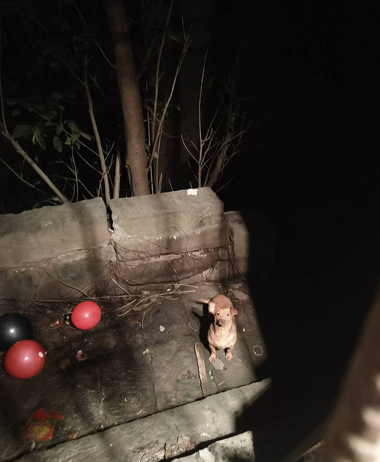 半夜起床听见凄惨的叫声,男子心生怜悯寻找踪迹,是走丢了吗?
