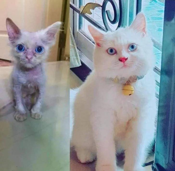 15只猫咪收养前后的对比图,看完后满满的惊喜和感动!