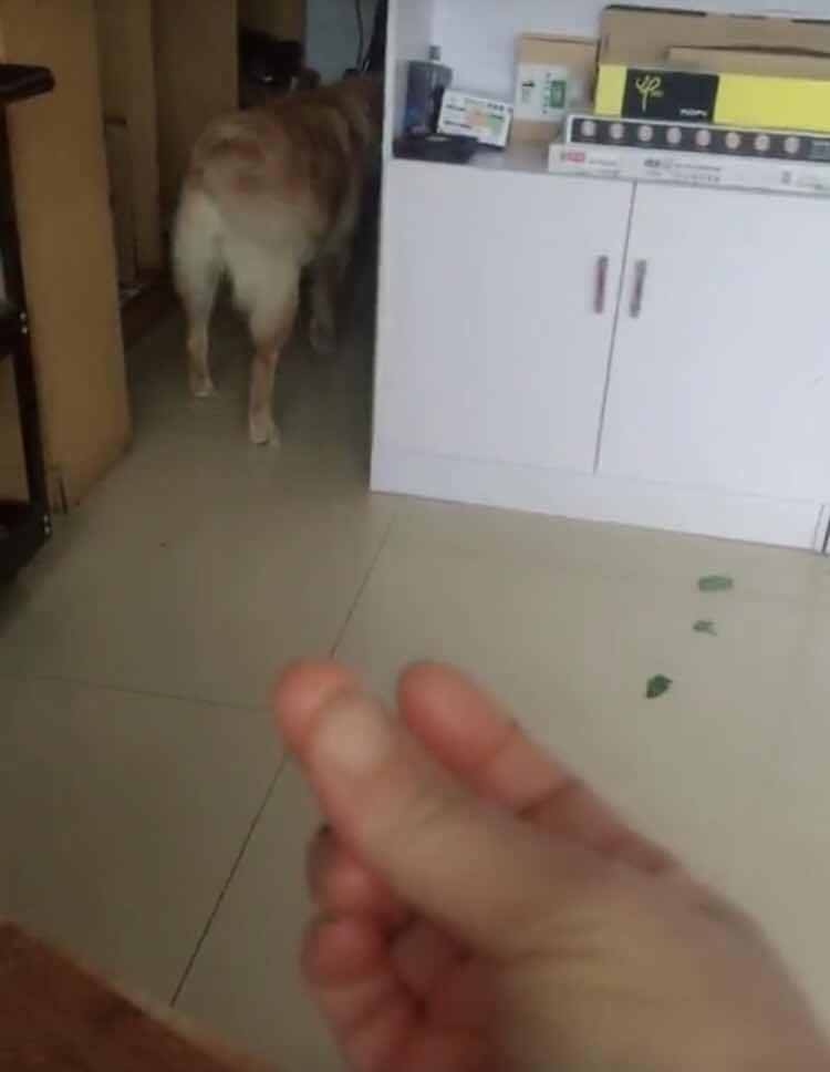 铲屎官切肉假装切到手,狗狗马上叼来了创口贴,可以说很机灵了