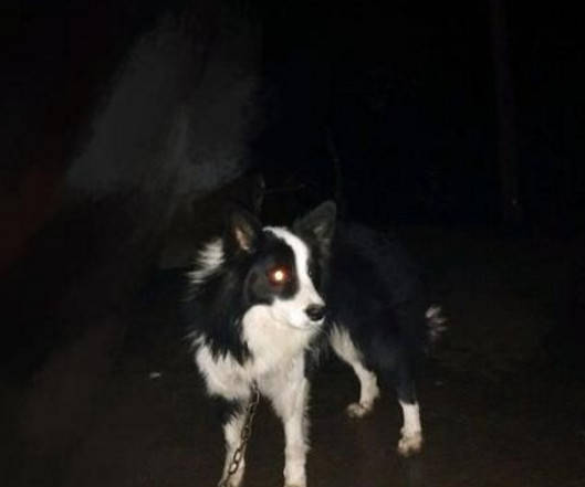 边牧犬半夜流浪到农村 身上还缠着大铁链 知道原因后村民都愤怒了