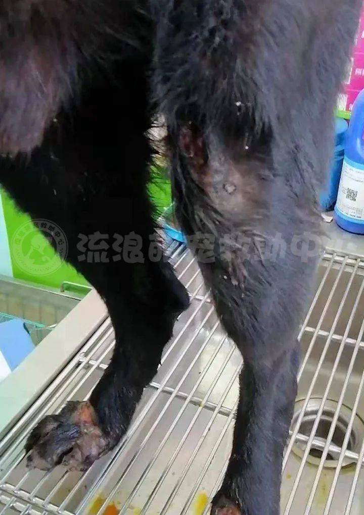 被人骑着电动车拖行的狗,救下后后的一幕令人感动泪目