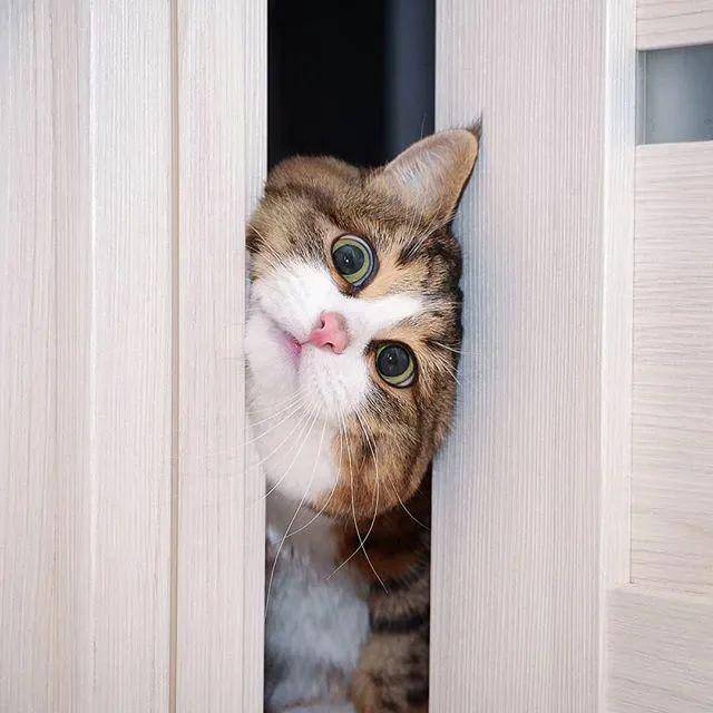 哈哈哈!不行了,这是我吸过最逗的猫
