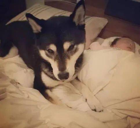 听见孩子哭了,柴犬的举动让人看了相当暖心!