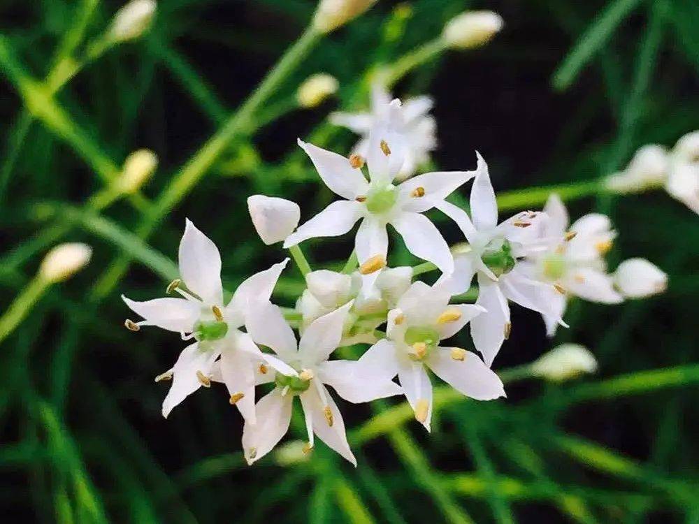 夜读|阳台上的韭菜花
