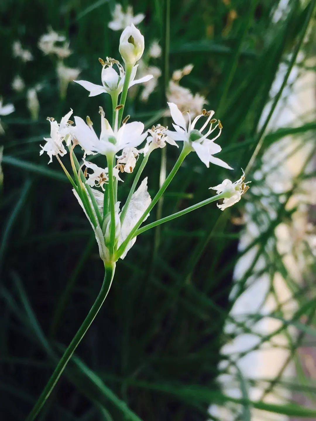夜读|阳台上的韭菜花