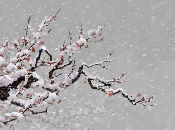 陆游 | 向来冰雪凝严地,力斡春回竟是谁?