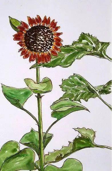 这位老兄弟呀,把自己花园植物画了个遍..