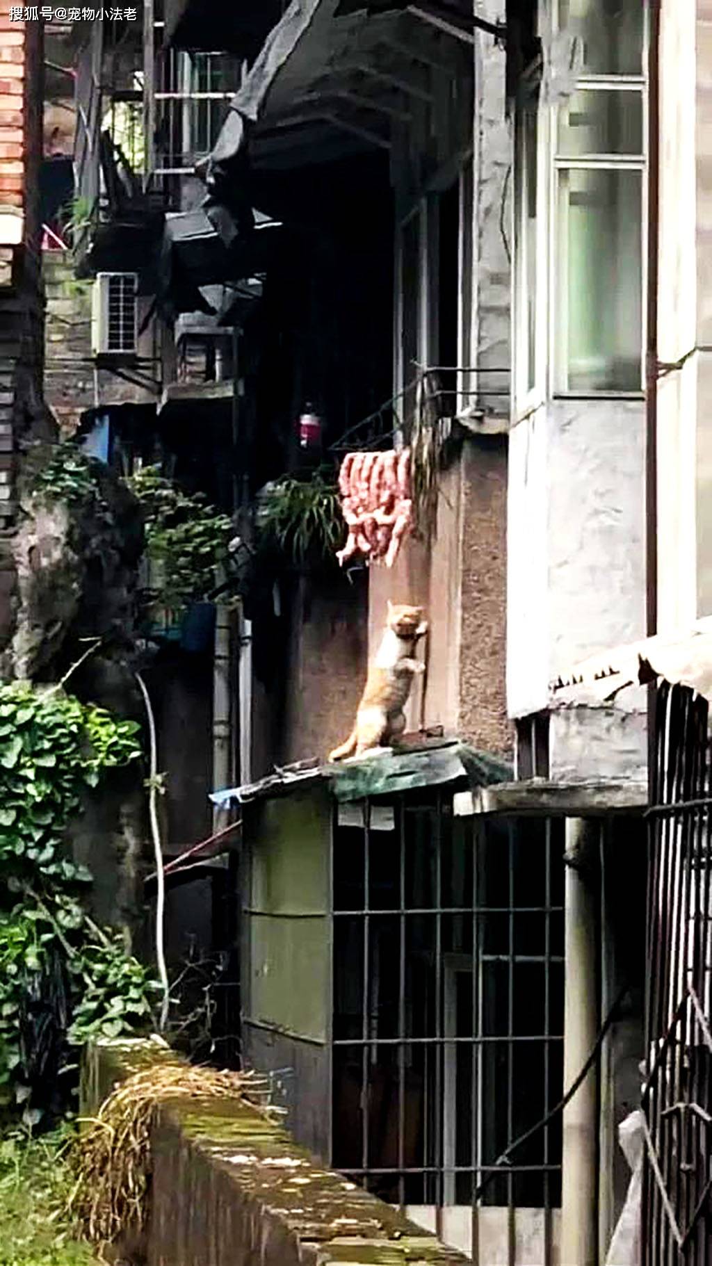 发现1只猫咪偷吃香肠,上一秒让人笑喷,而下一秒却让人心疼!
