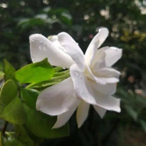 【花开】栀子花开芳菲重工