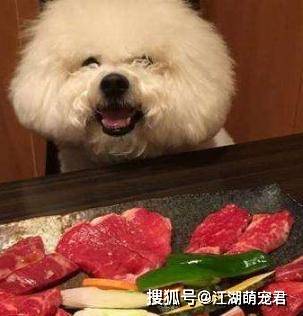 这6种食物是比熊犬“最爱”,而且还很常见