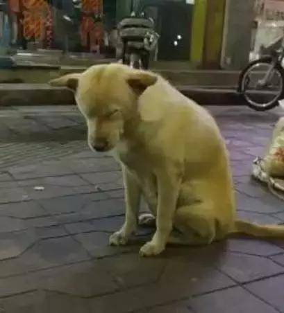 陪主人摆摊的好狗狗,累到站着睡着