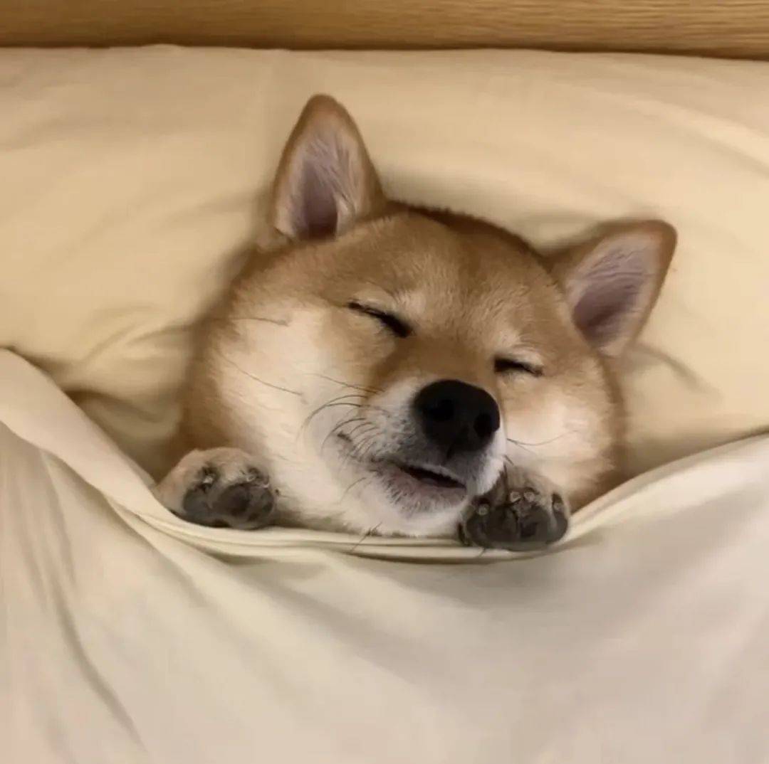 主人晒出狗狗睡觉的照片,全网的人直呼:太治愈啦!