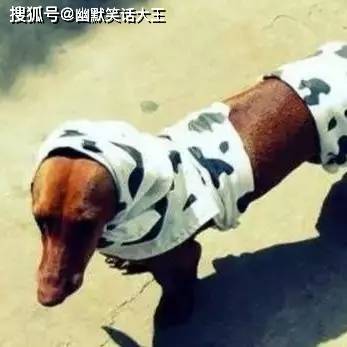 爆笑笑话:“夏天过去了”假期过完了……