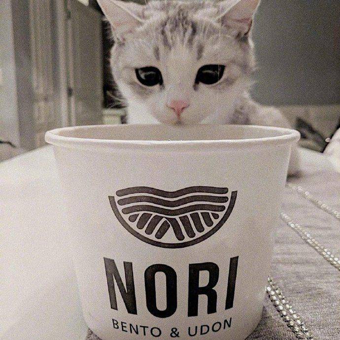 忙碌了半天的猫师傅最终选择吃软饭