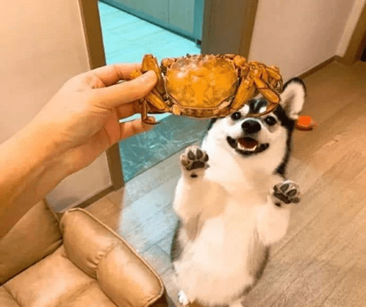 他与狗狗相依为命十几年,狗狗让他重获第二次生命!