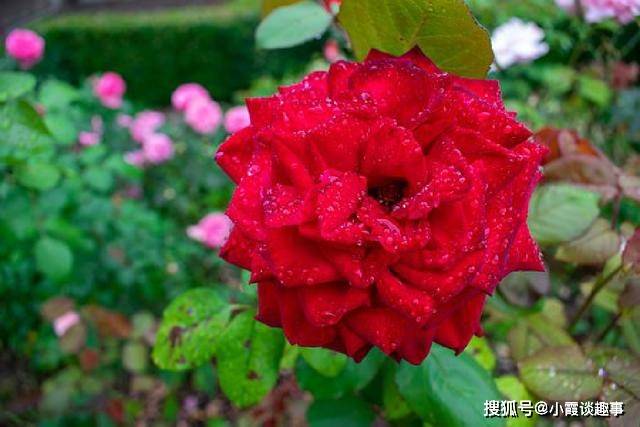 让人心潮澎湃的励志句子,富含哲理,精湛走心
