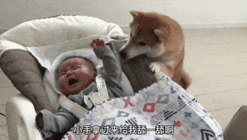 柴犬照顾小主人,还因“细心”走红,带娃比女主人还有办法