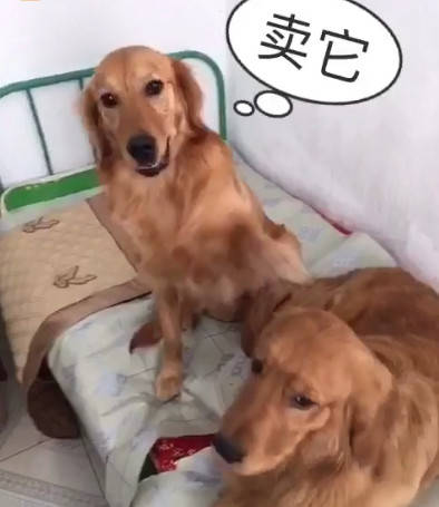 两只金毛打架后,被主人卖掉了一只,再次重逢时紧紧依靠超暖心