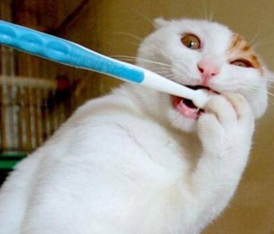 主人教猫咪刷牙,猫咪却一学就会,主人看了嘴都笑歪!
