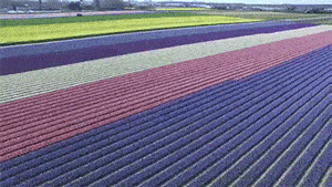 搞笑GIF:长颈鹿跳水,这牛逼的特效绝对给满分