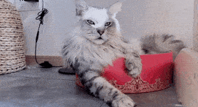 猫受委屈是什么样?