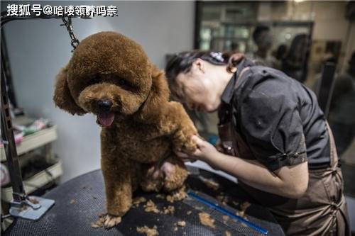 把猫咪送去宠物美容,结果发现指甲都剪掉了,这是需要面对的现实