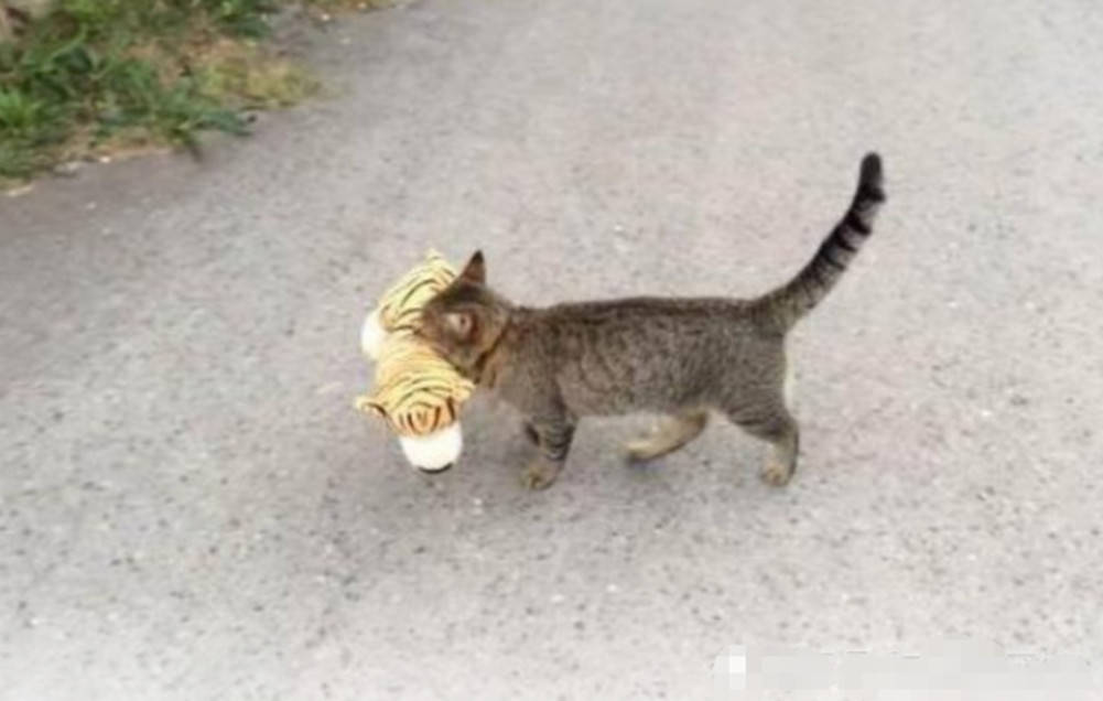 猫咪叼回一只小老虎,吓出主人一身冷汗,打眼一看虚惊一场