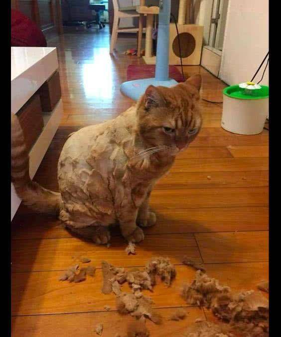 铲屎官非要为猫咪剪毛,结果却剪坏了,猫主子这下可气坏了