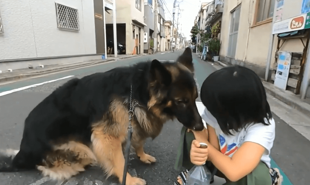 德牧护送“姐姐”上学,绕着小主人走路,太有安全感了吧