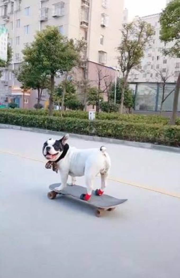男子带狗狗在小区玩滑板,引路人夸赞:这太专业了