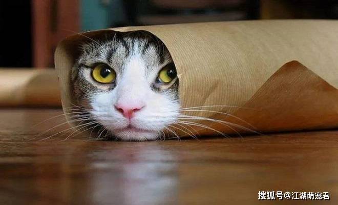 各位铲屎官在你睡觉后,猫咪会做这8件事,你知道吗